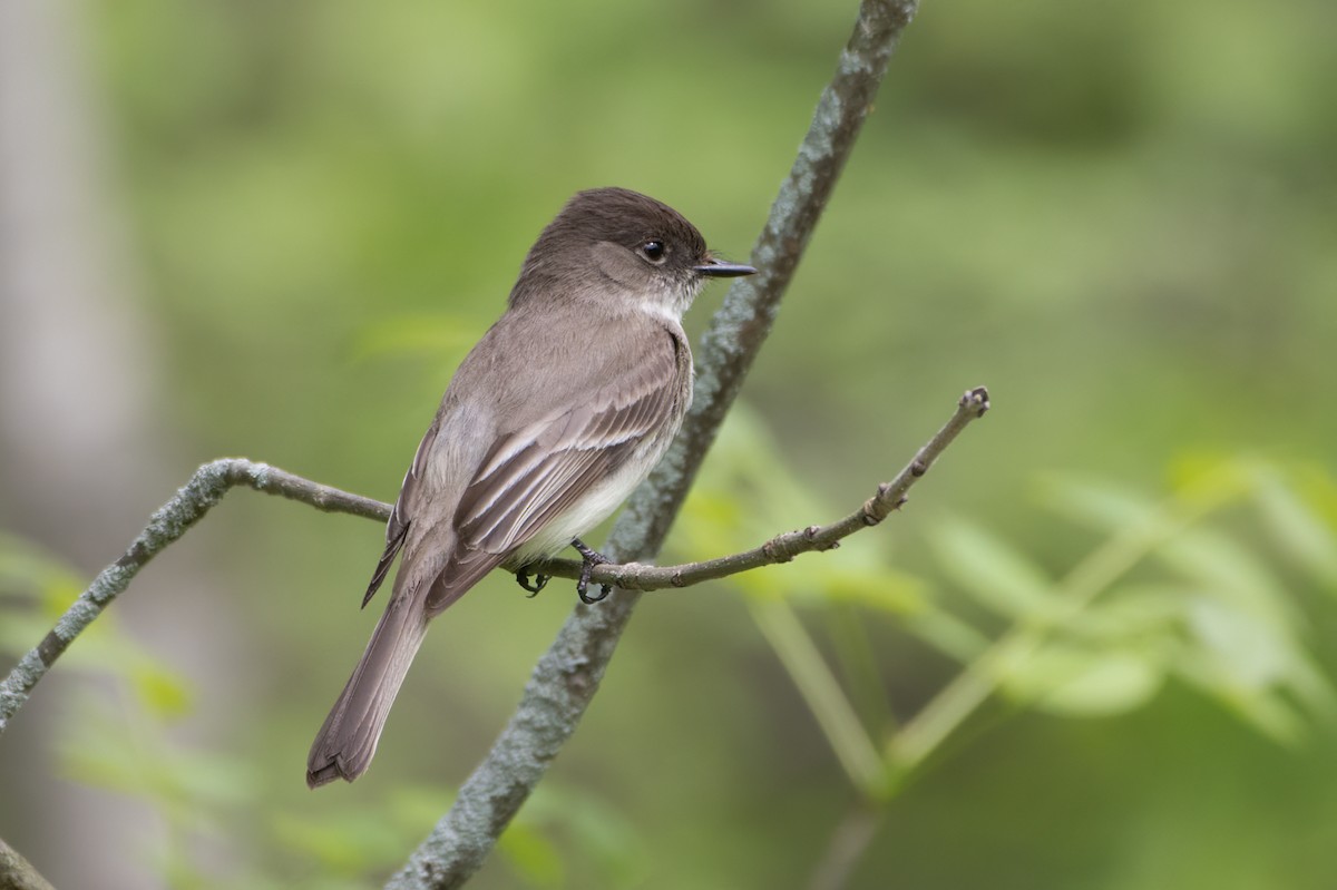 Eastern Phoebe - ML451748541