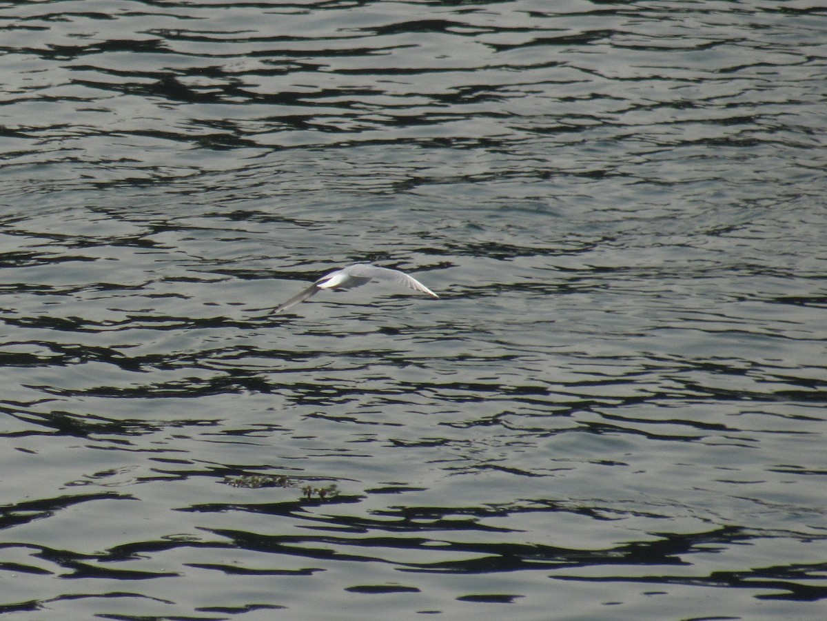 Bonaparte's Gull - ML45174881