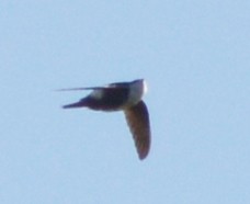 White-throated Swift - Todd Plummer