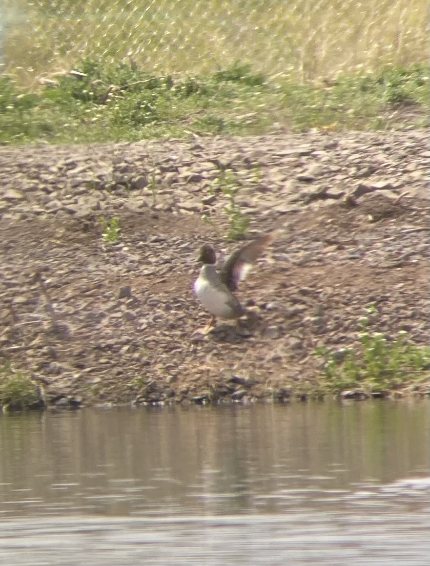 Common Goldeneye - ML451751071