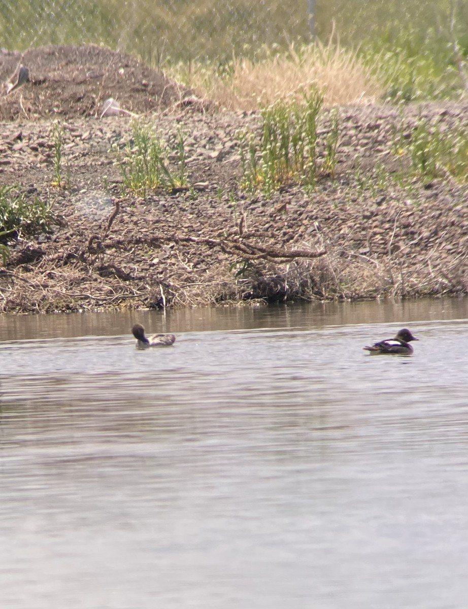 Common Goldeneye - ML451751131