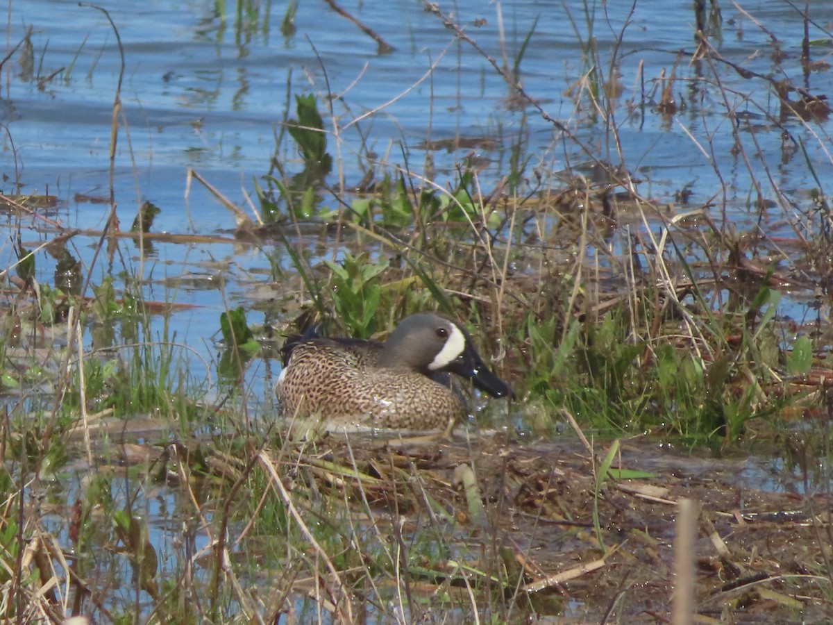 Blue-winged Teal - ML451751791