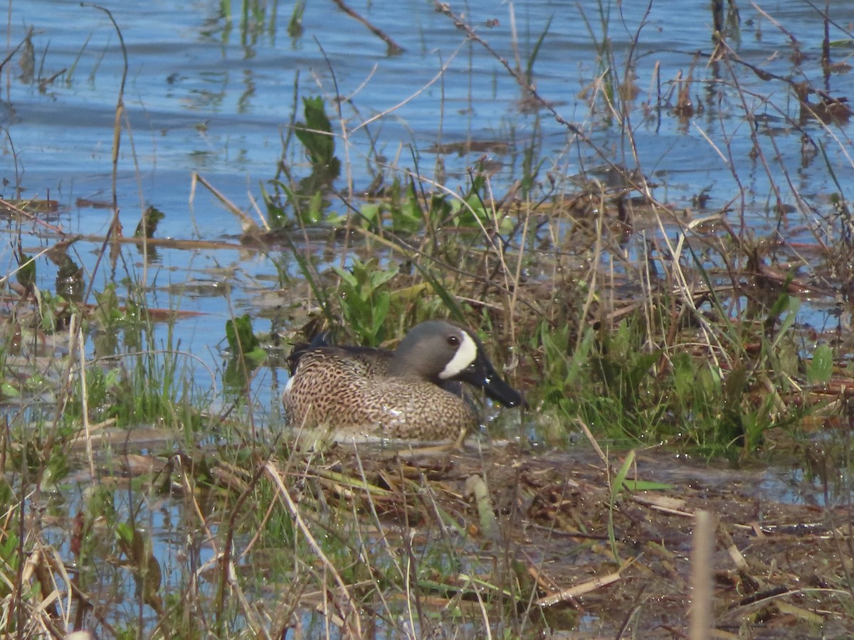 Cerceta Aliazul - ML451751791