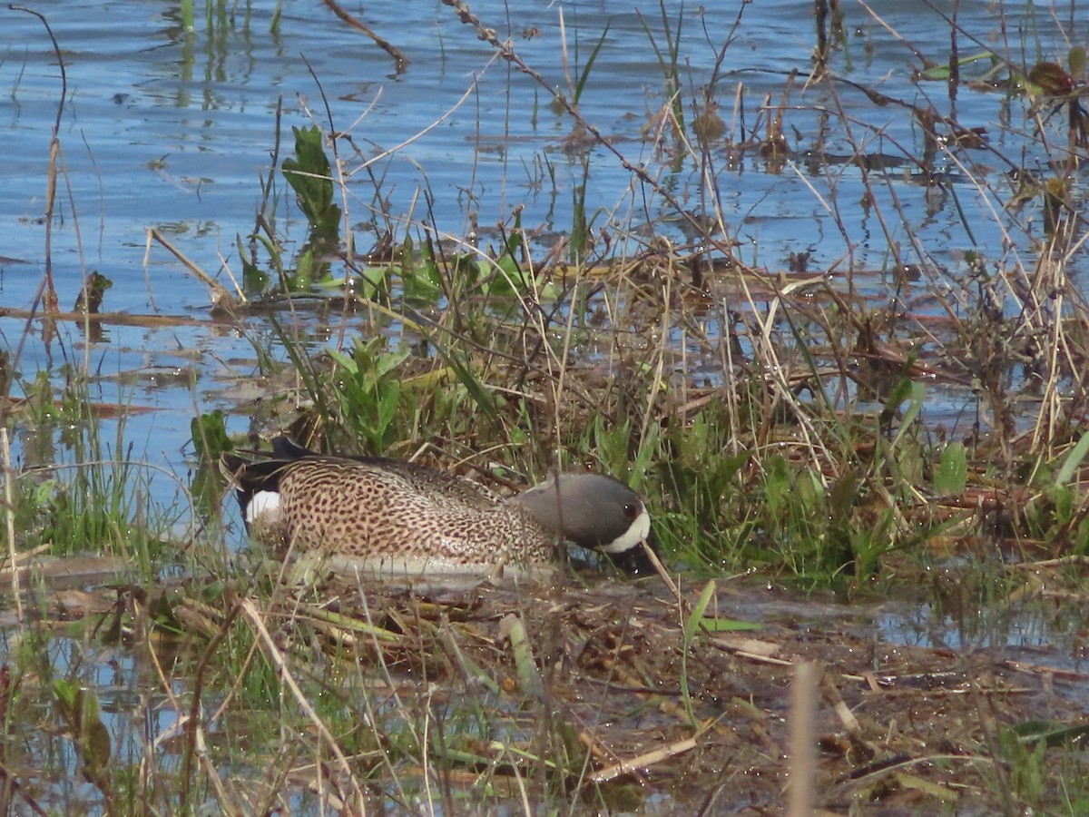 Cerceta Aliazul - ML451751991