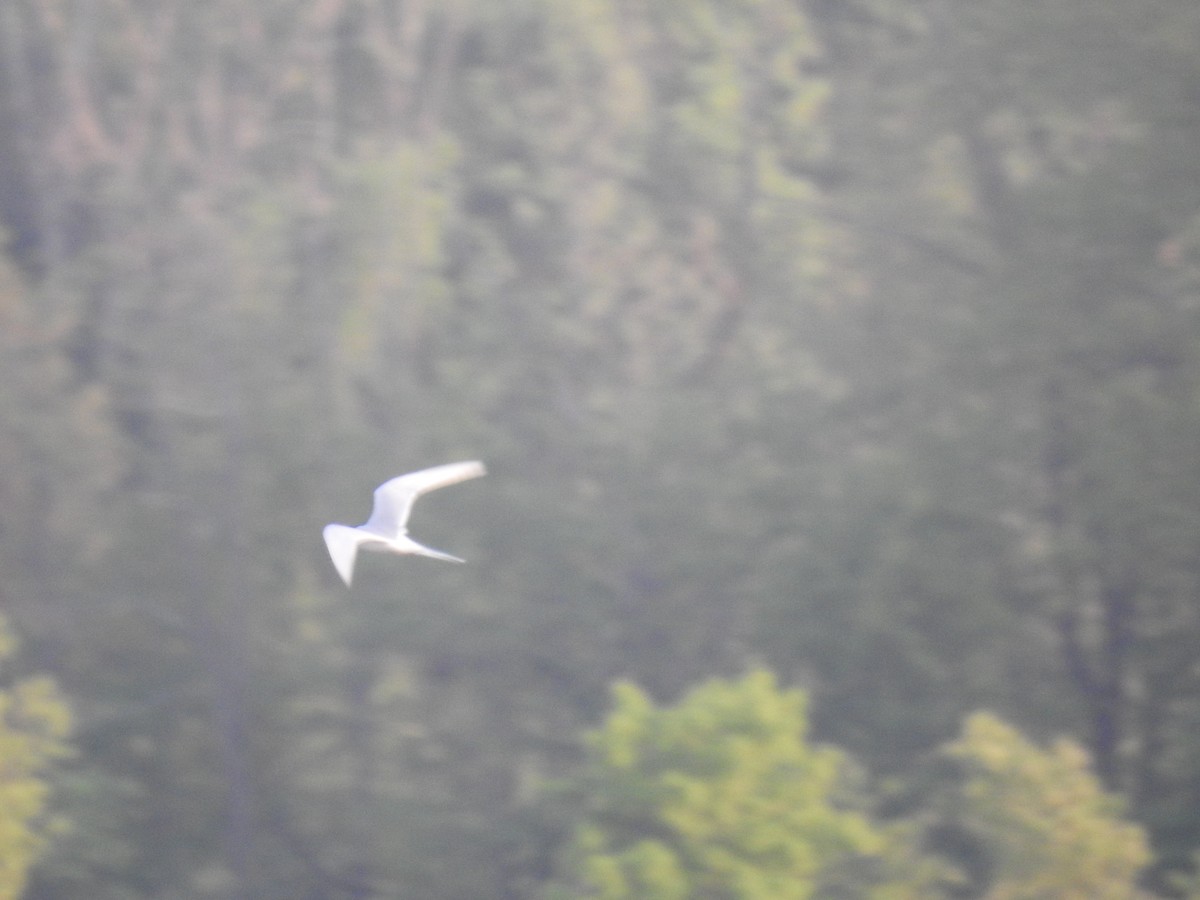 Forster's Tern - ML451752011