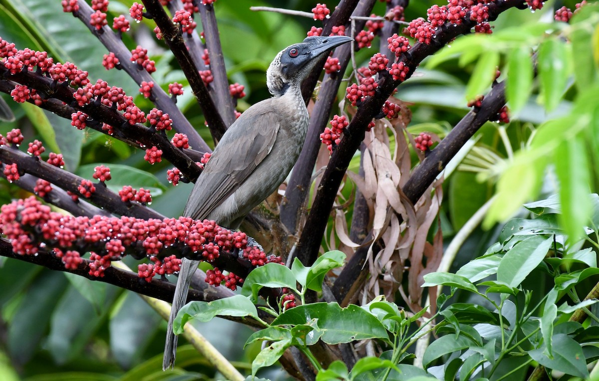 Helmeted Friarbird - ML45175301