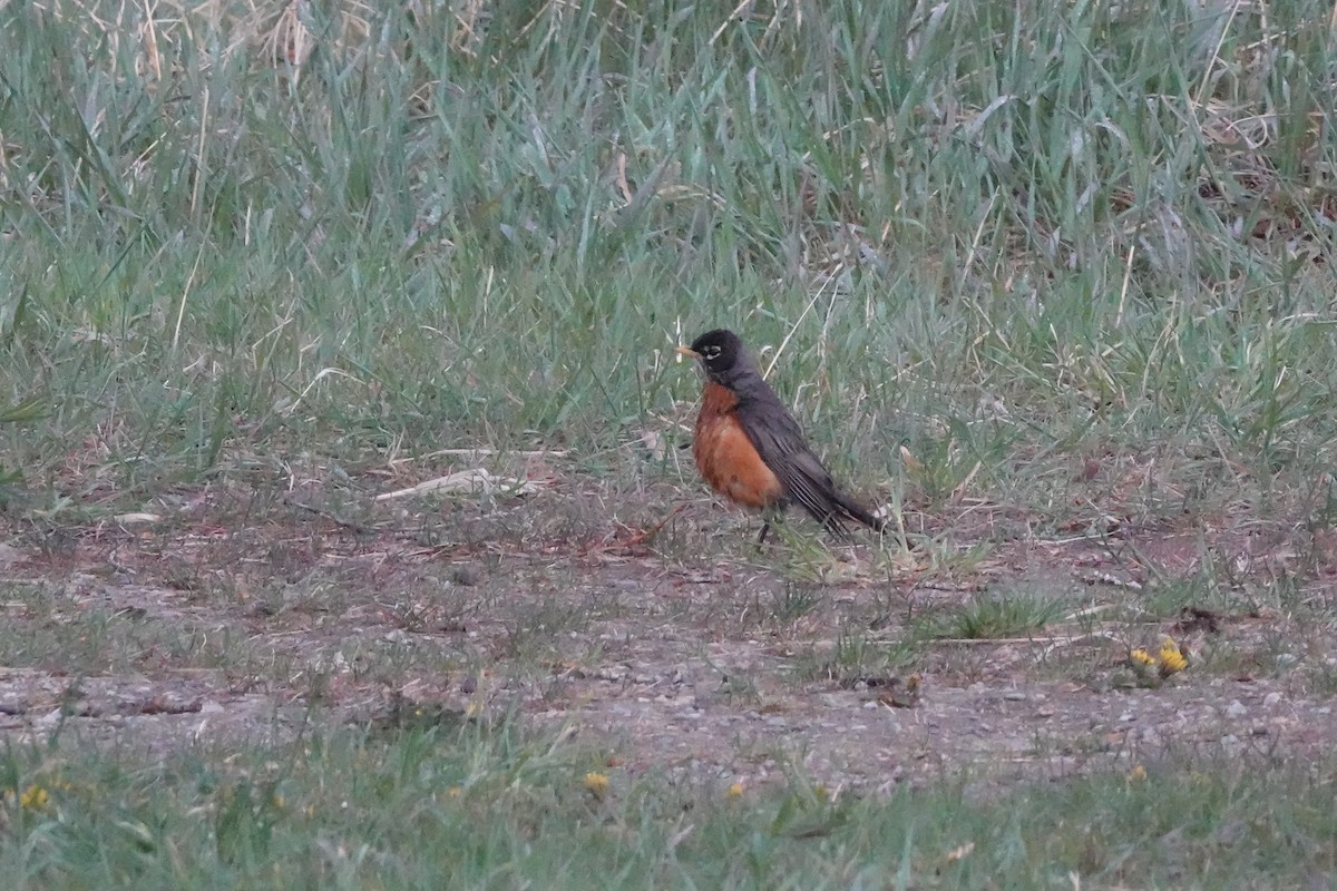 American Robin - ML451753031