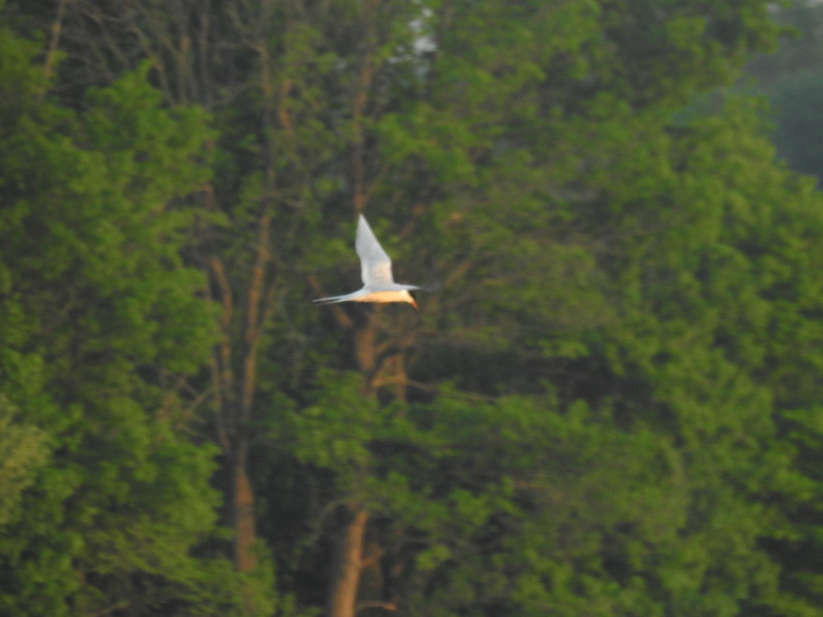 Forster's Tern - ML451753081