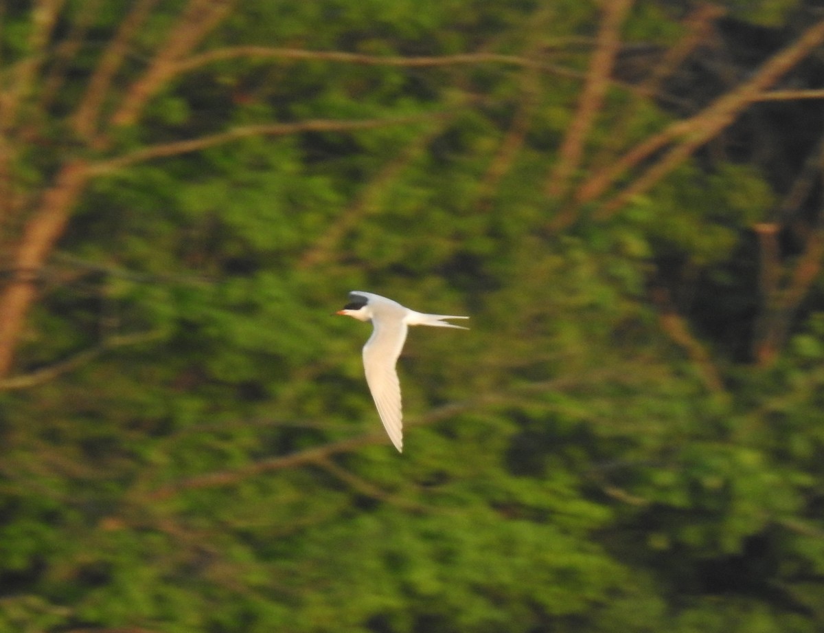 Forster's Tern - ML451754001