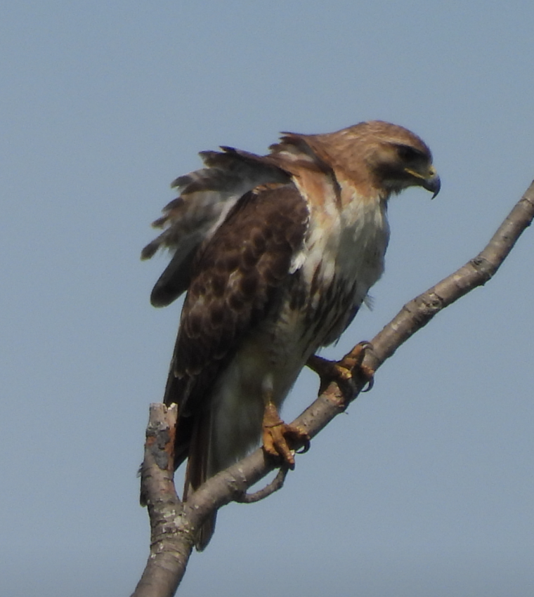 Red-tailed Hawk - ML451754091