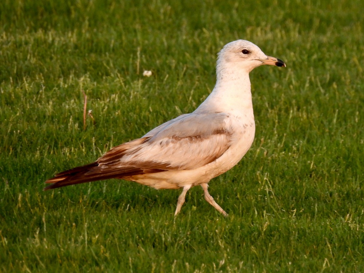 Ring-billed Gull - ML451754291