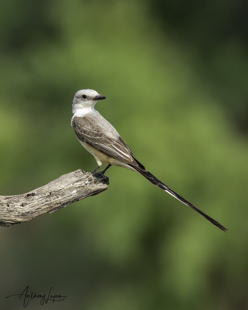 Scissor-tailed Flycatcher - Anthony Lujan
