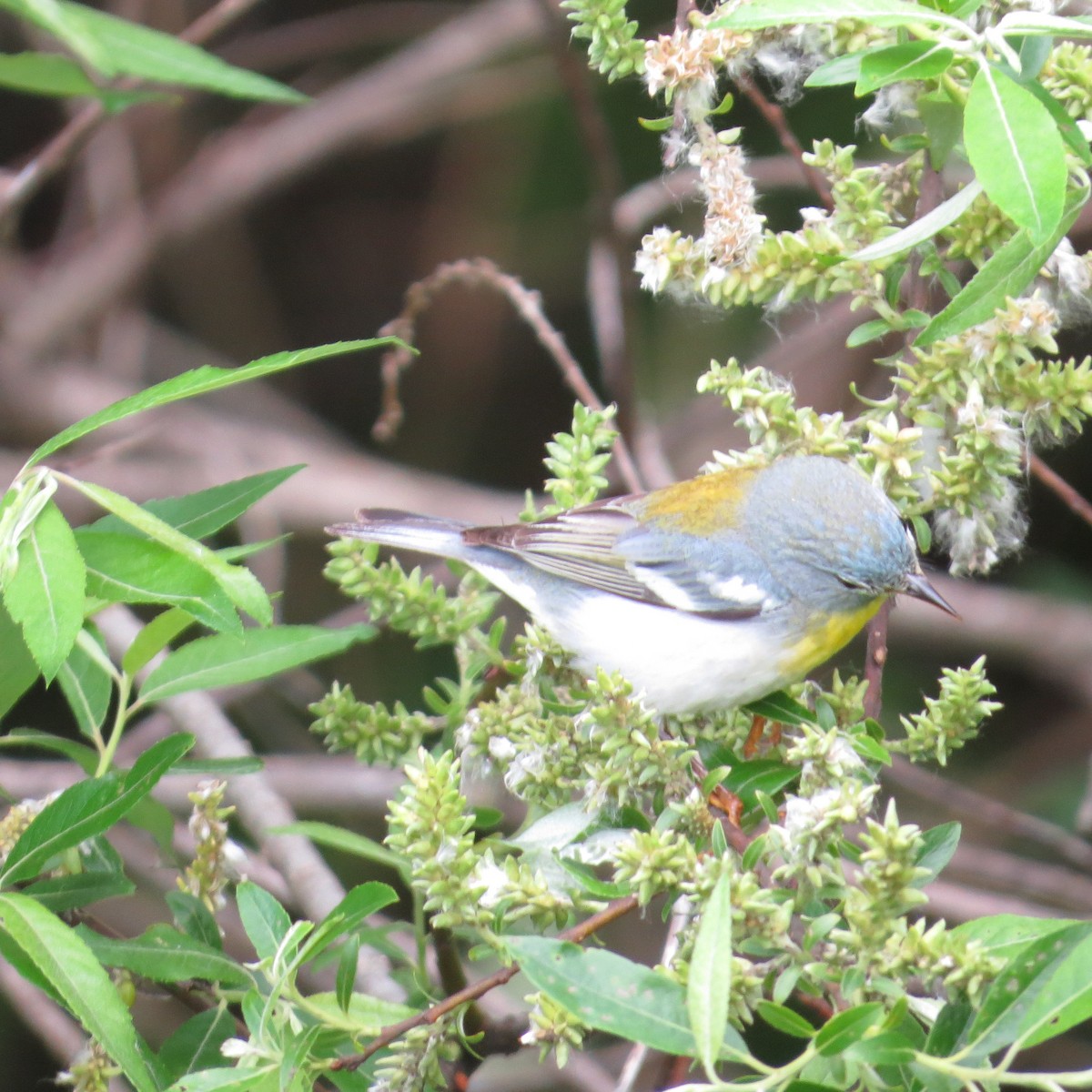 Northern Parula - Bradley White