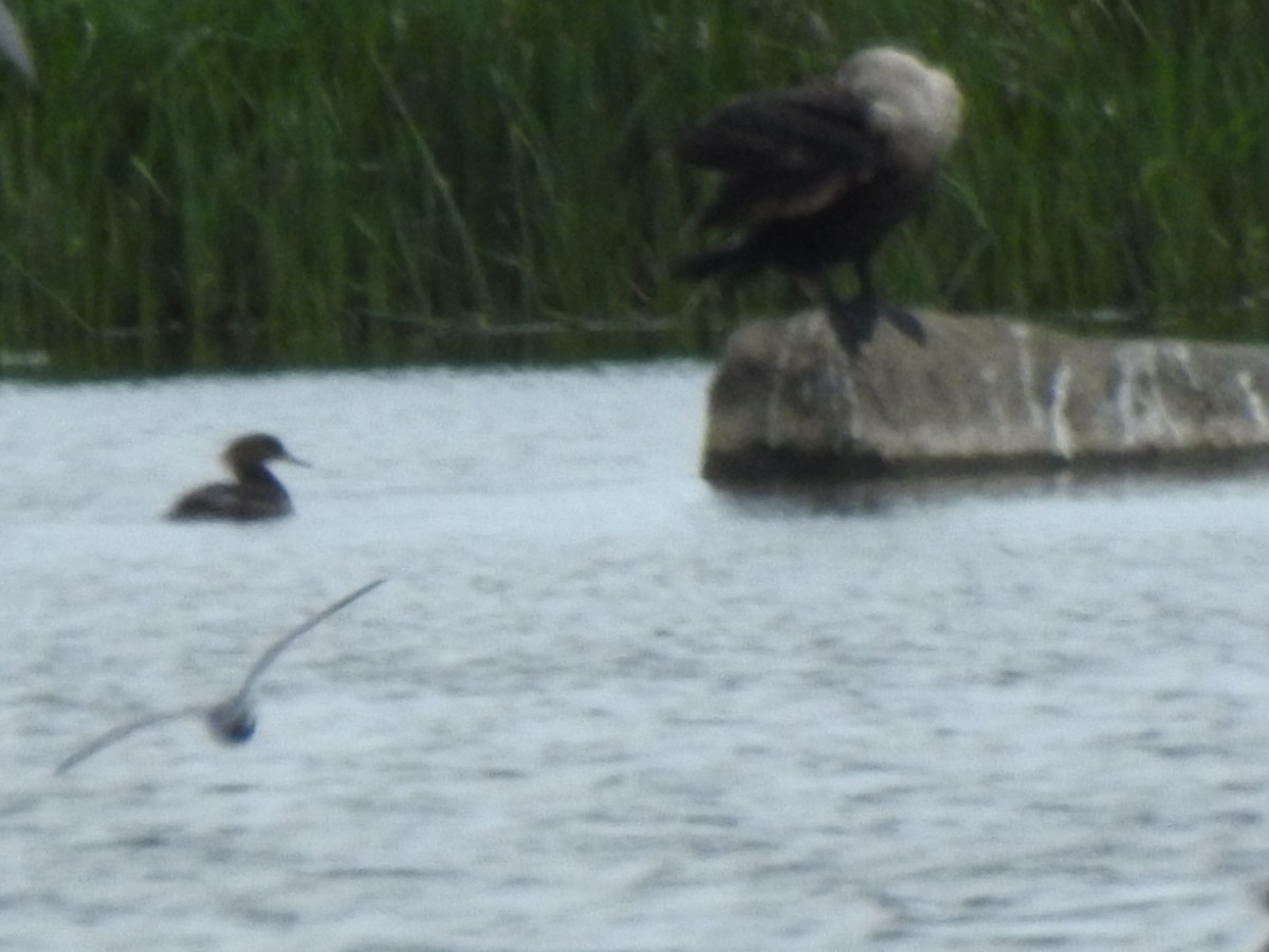 Hooded Merganser - ML451755381