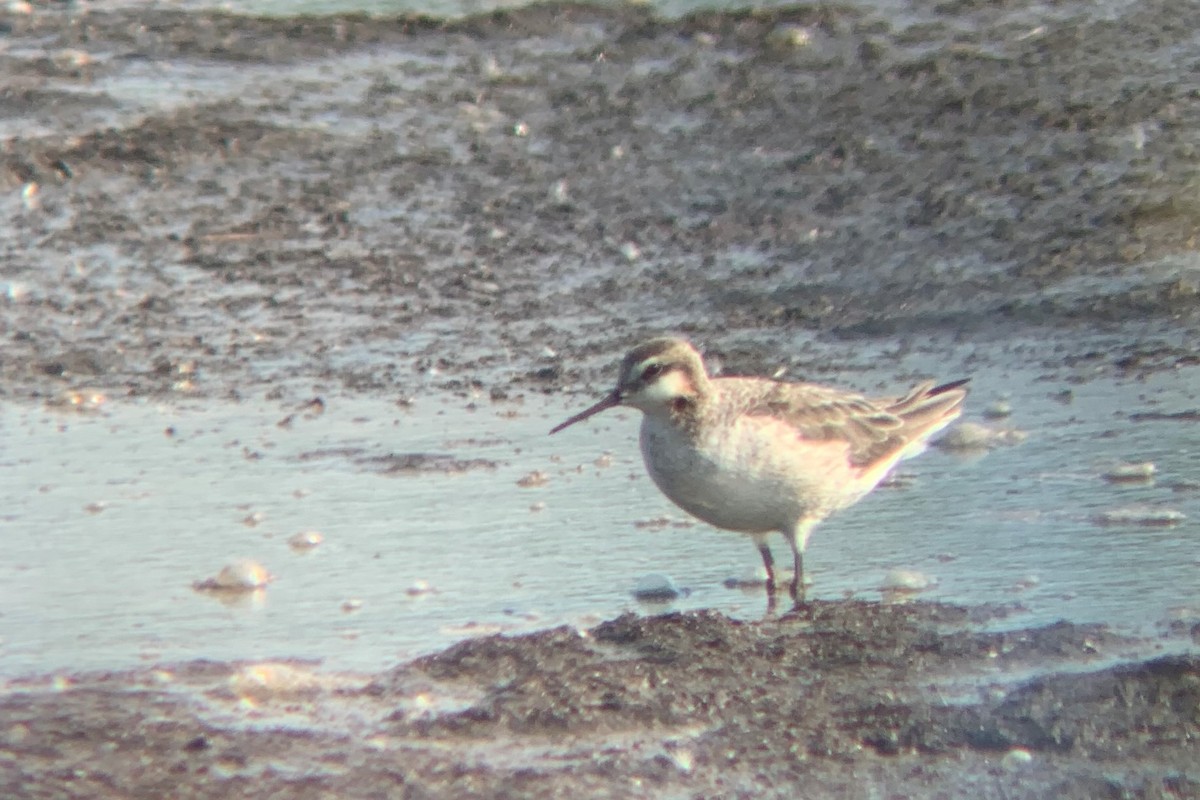 Wilson's Phalarope - Jeremy Collison