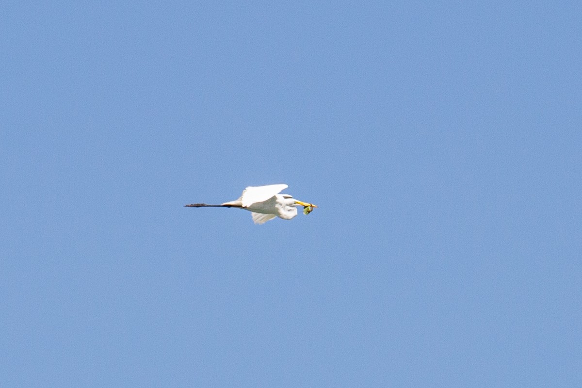 Great Egret - ML451755911