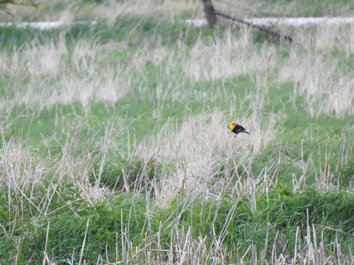 Yellow-headed Blackbird - Clayton Will