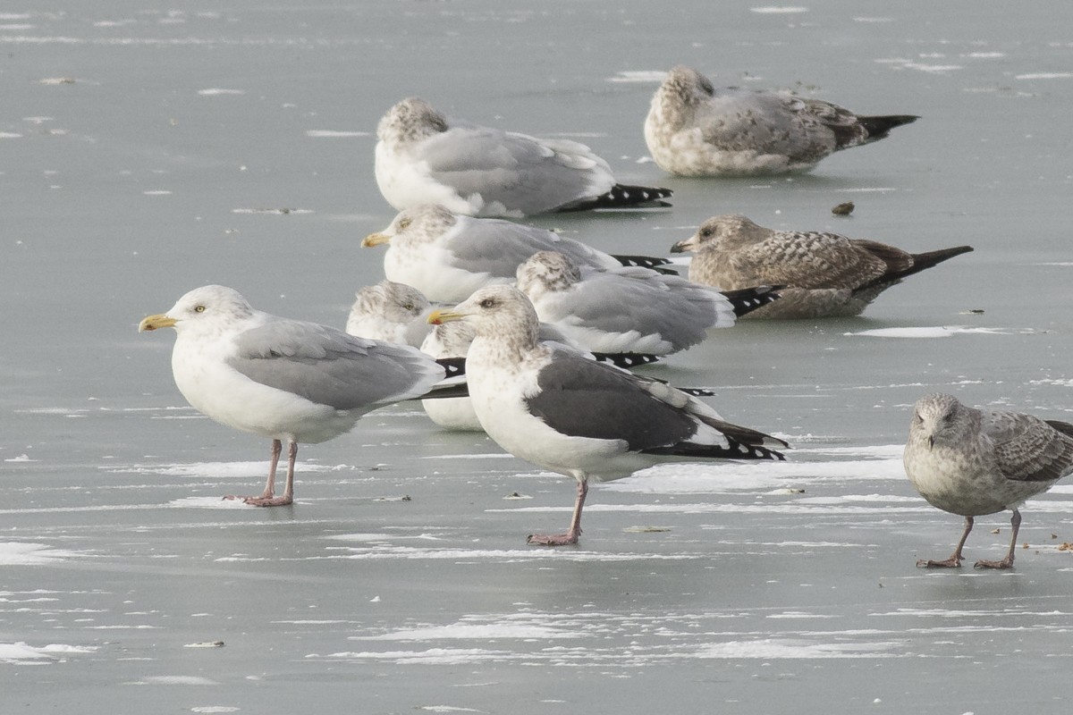 Slaty-backed Gull - Ryan Griffiths