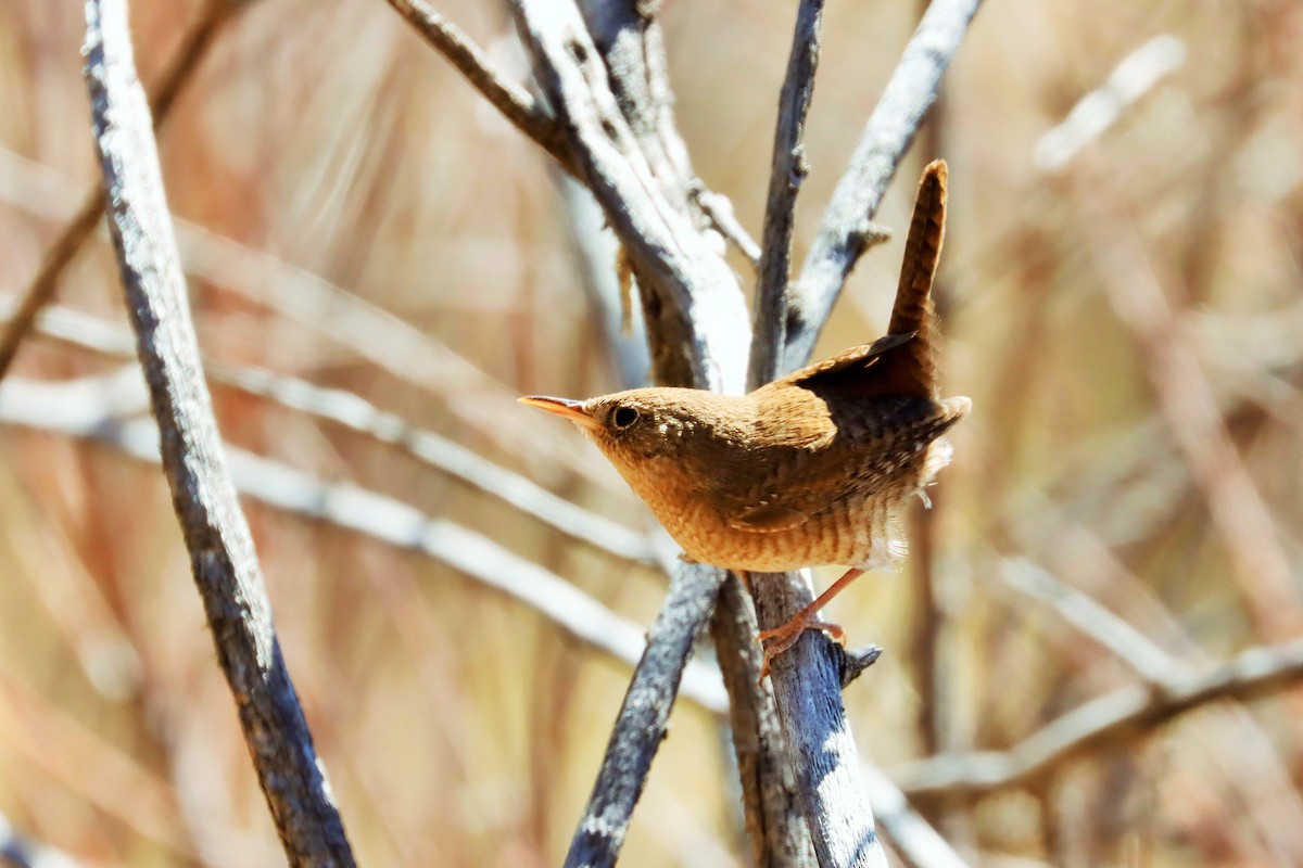 Northern House Wren - ML451756711