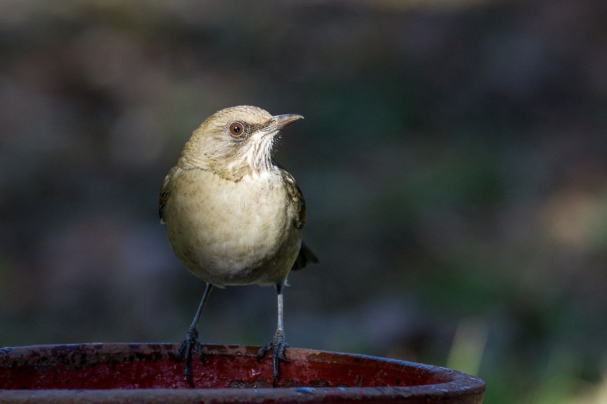 Creamy-bellied Thrush - Gerardo Serra