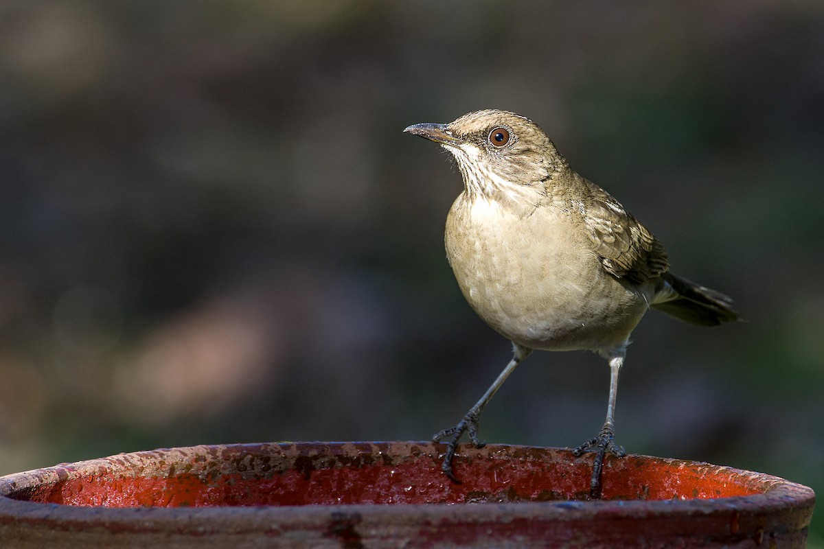 Creamy-bellied Thrush - Gerardo Serra