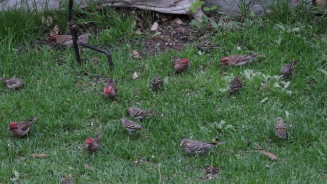 Cassin's Finch - ML451757361