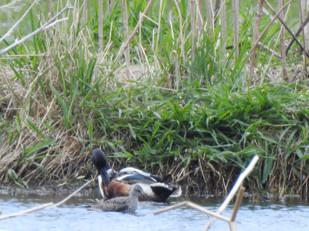 Northern Shoveler - ML451757411