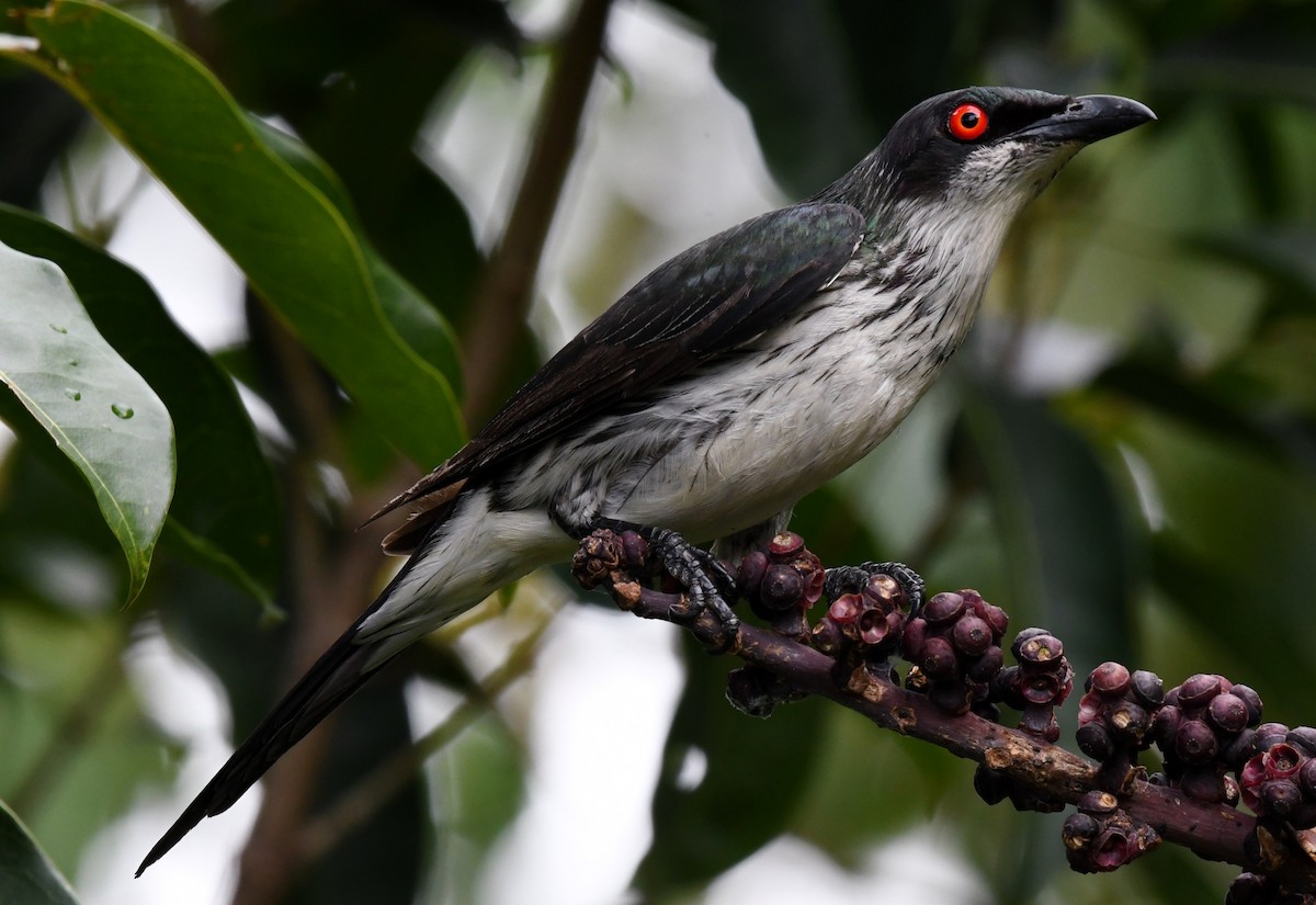 Metallic Starling - ML45175831