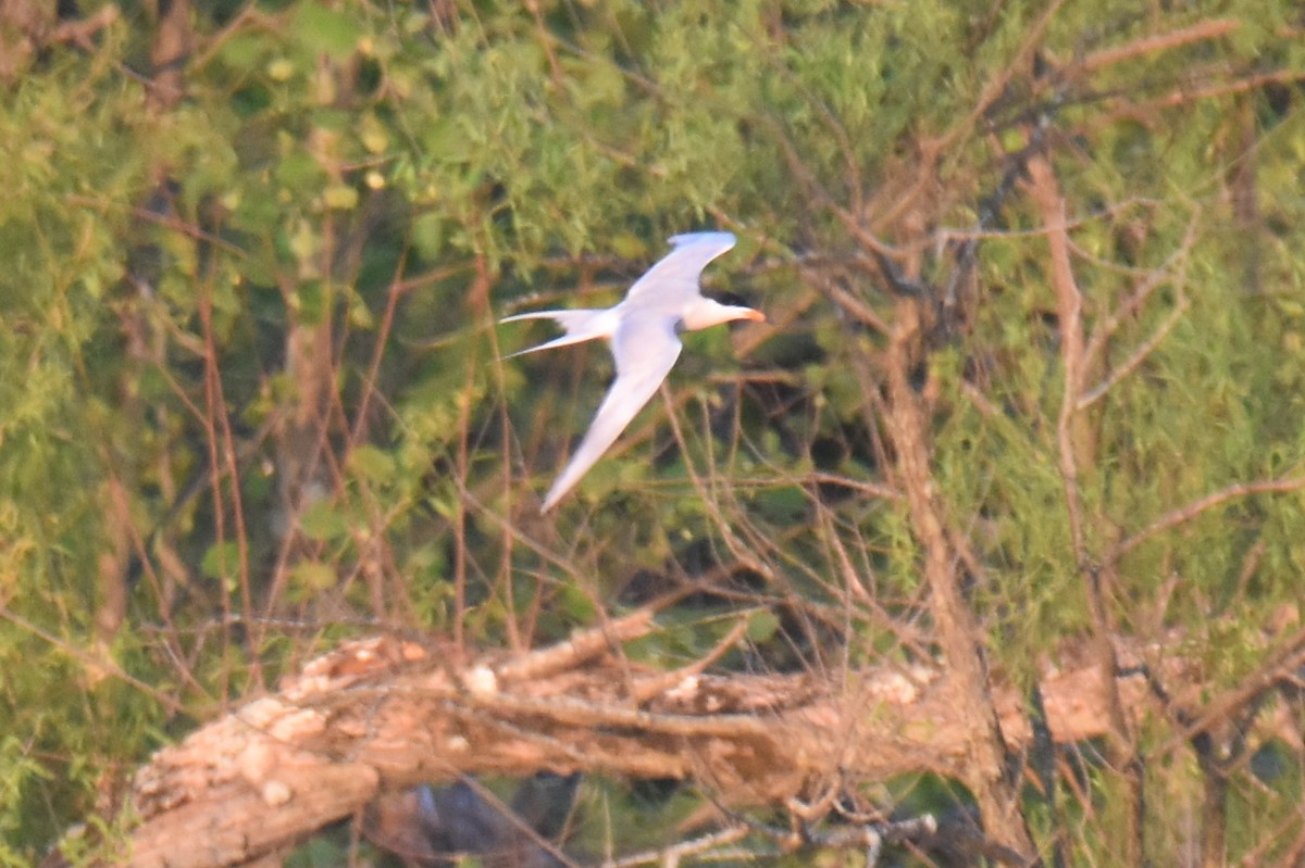 Forster's Tern - ML451758651