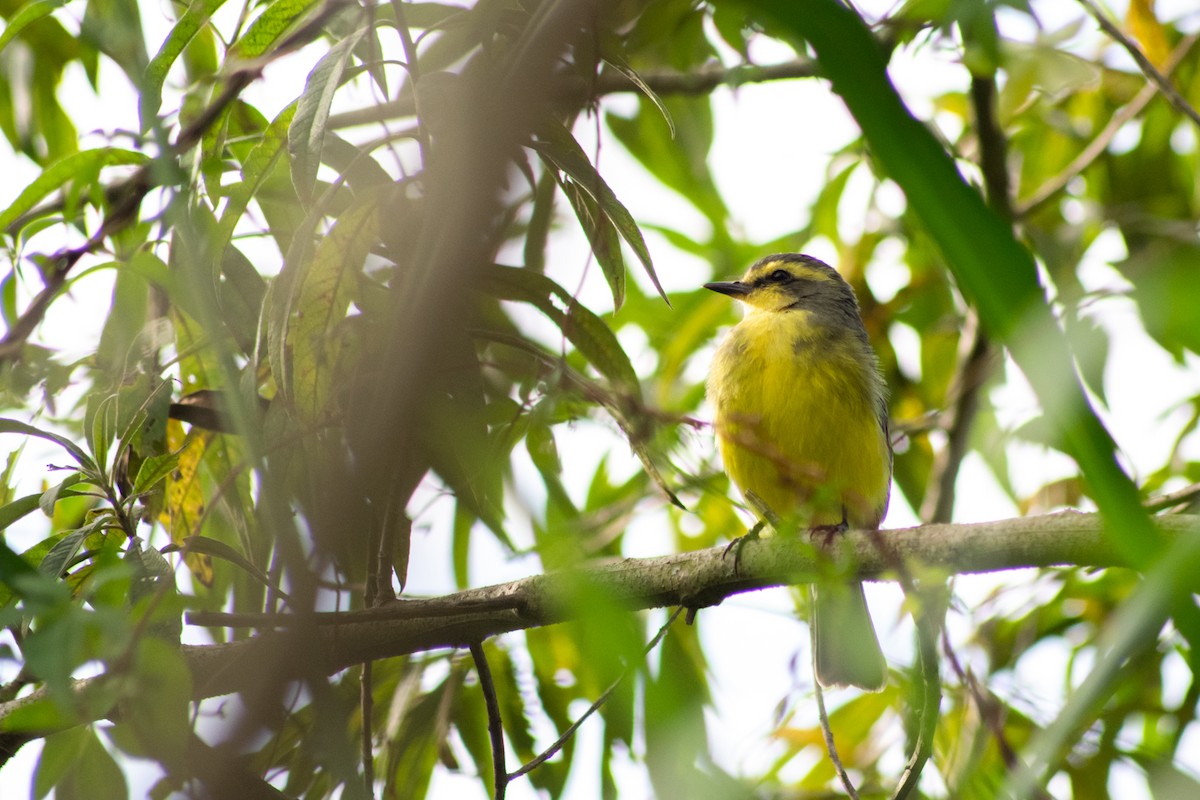 Yellow-browed Tyrant - ML451758861