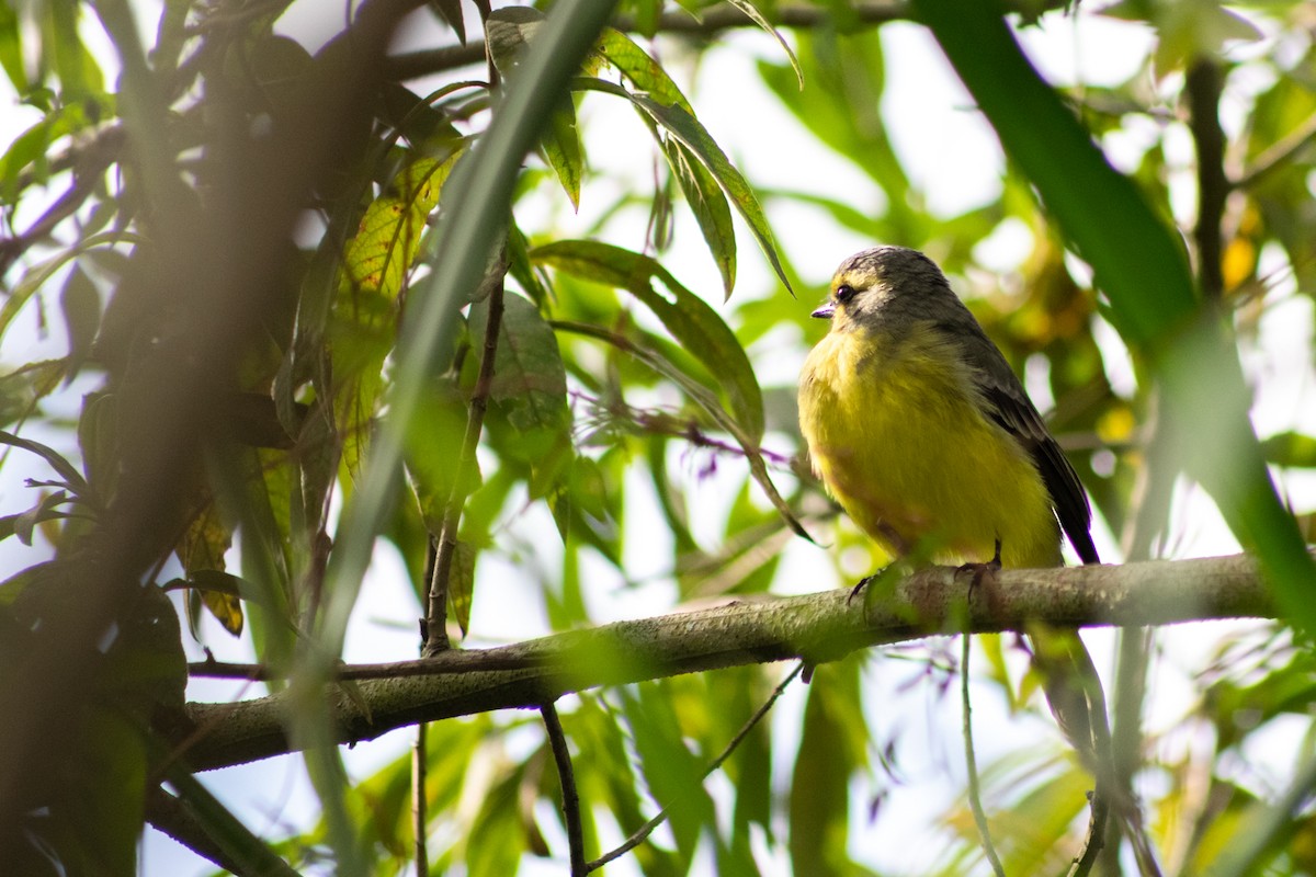 Yellow-browed Tyrant - ML451758881