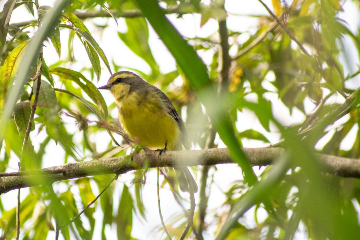 Yellow-browed Tyrant - ML451758891