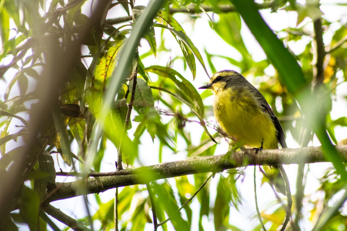 Yellow-browed Tyrant - ML451758901