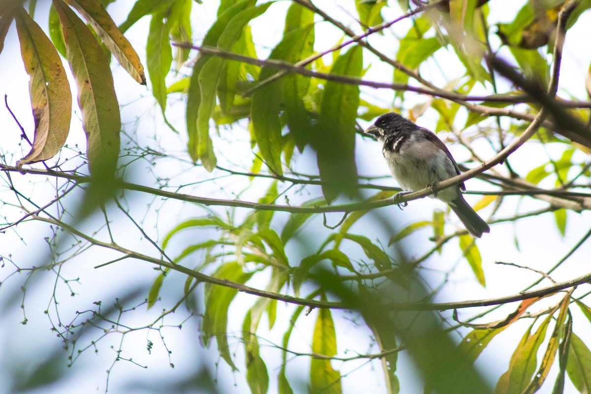 Double-collared Seedeater - ML451758941