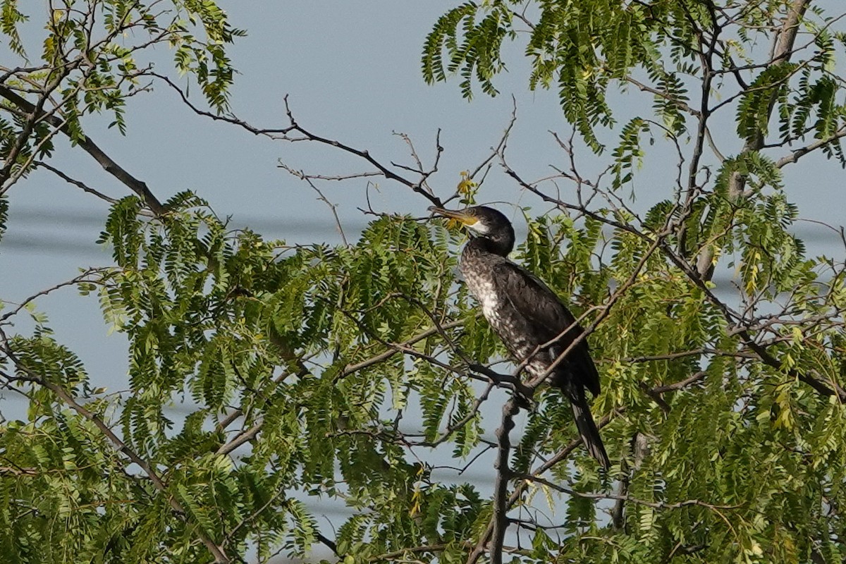 Great Cormorant - Colin Poole