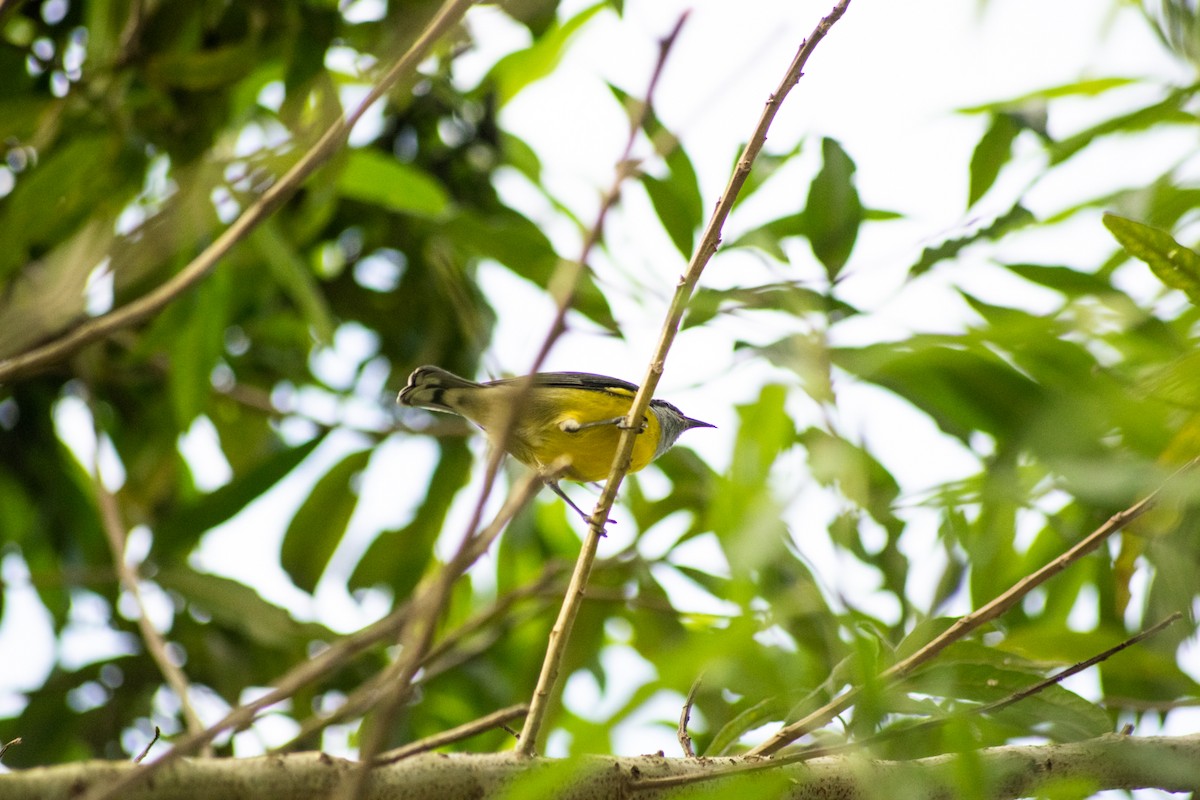 Bananaquit - ML451758991