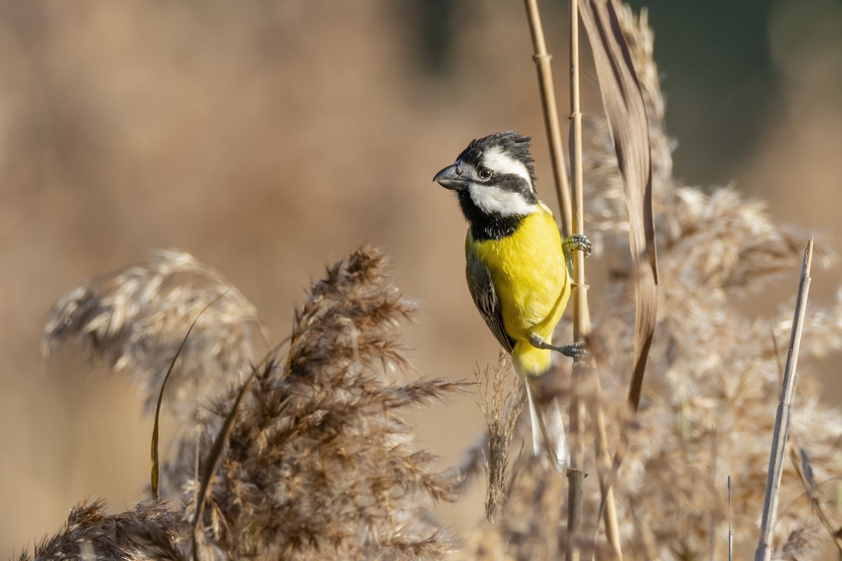 Eastern Shrike-tit - ML451759761