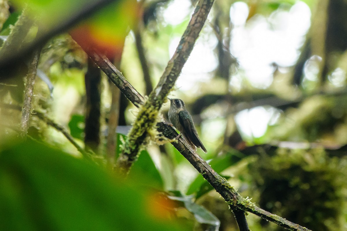 Speckled Hummingbird - Leidy Arevalo Villamor
