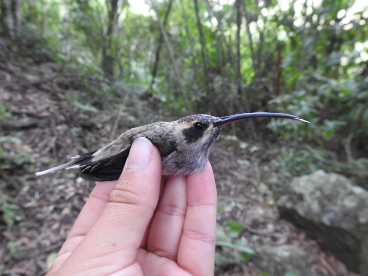 Pale-bellied Hermit - Jeniffer Gómez-Camargo