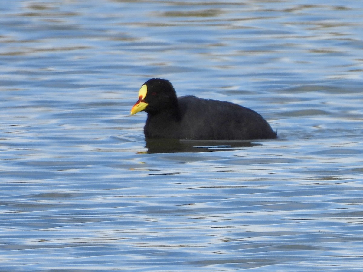 Red-gartered Coot - ML451763141