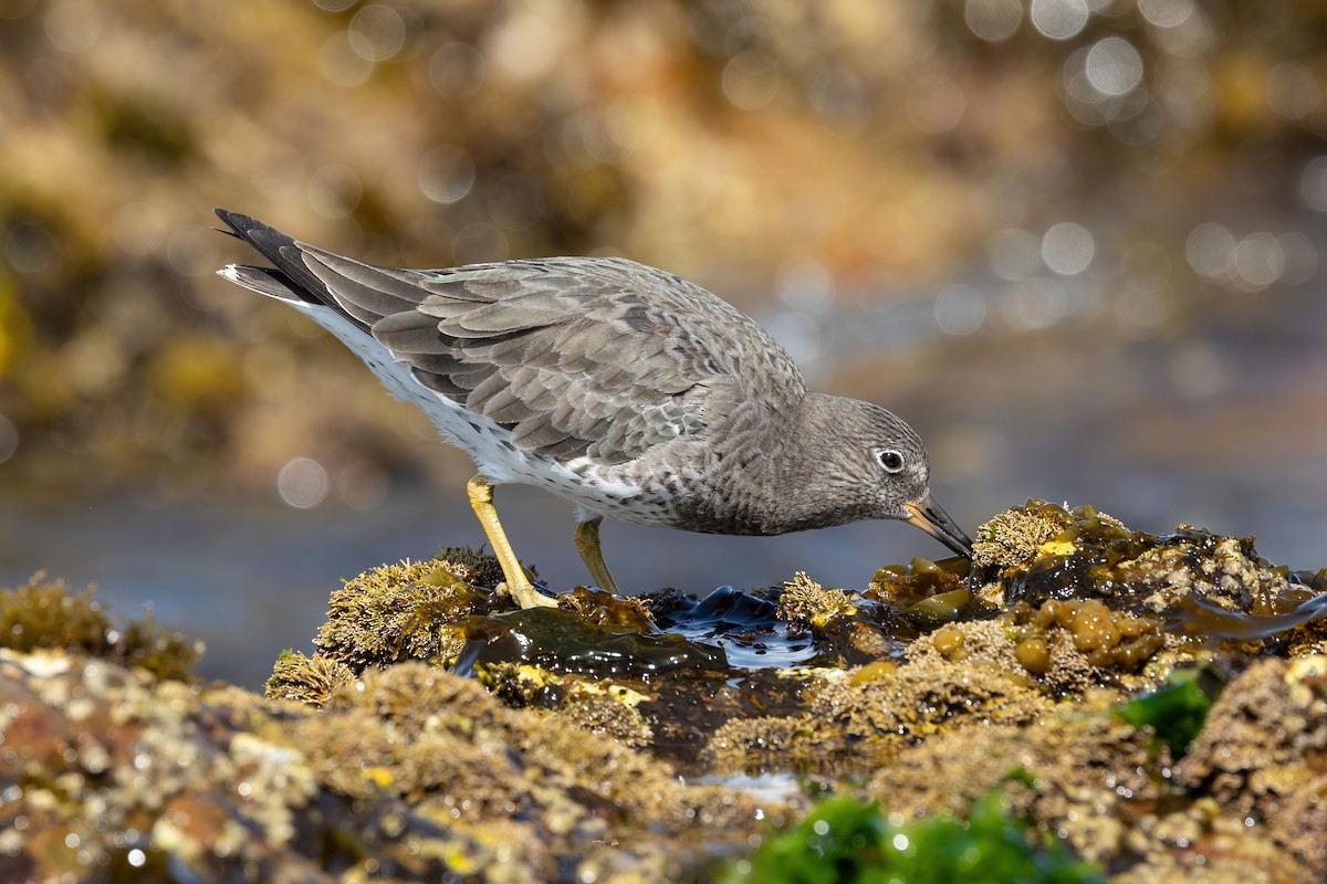 Surfbird - ML451763281