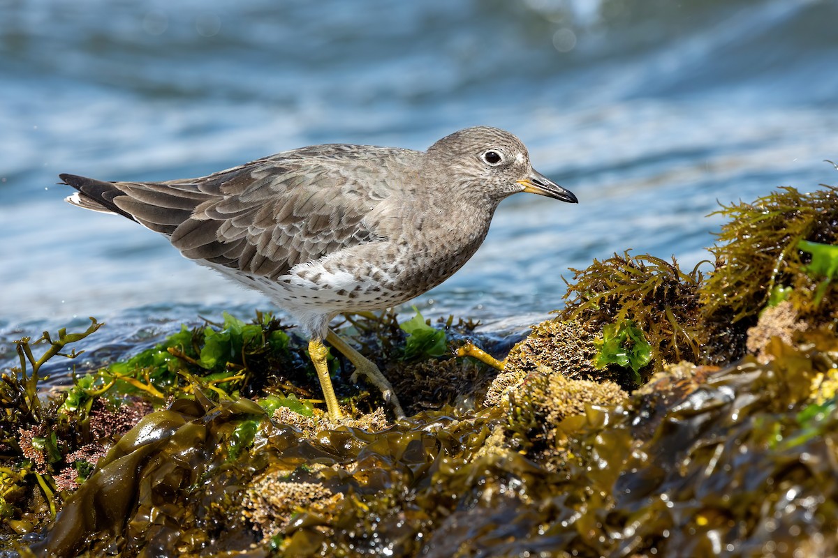 Surfbird - ML451763291