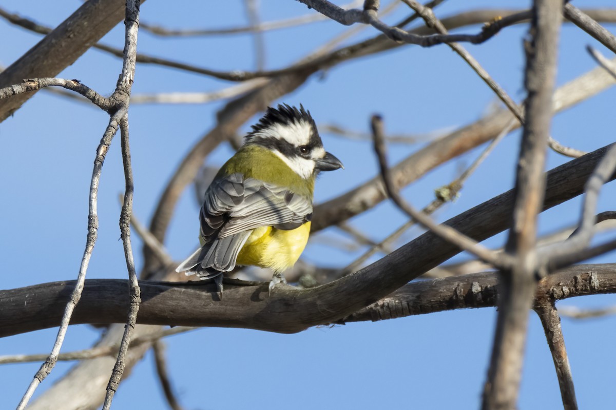 Eastern Shrike-tit - ML451763661