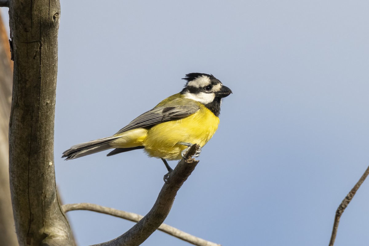 Eastern Shrike-tit - ML451763681