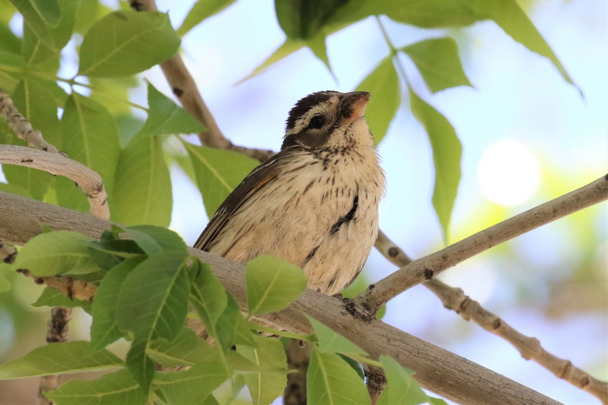 Rose-breasted x Black-headed Grosbeak (hybrid) - ML451763931