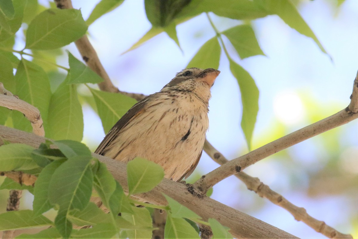 Rose-breasted x Black-headed Grosbeak (hybrid) - ML451764001