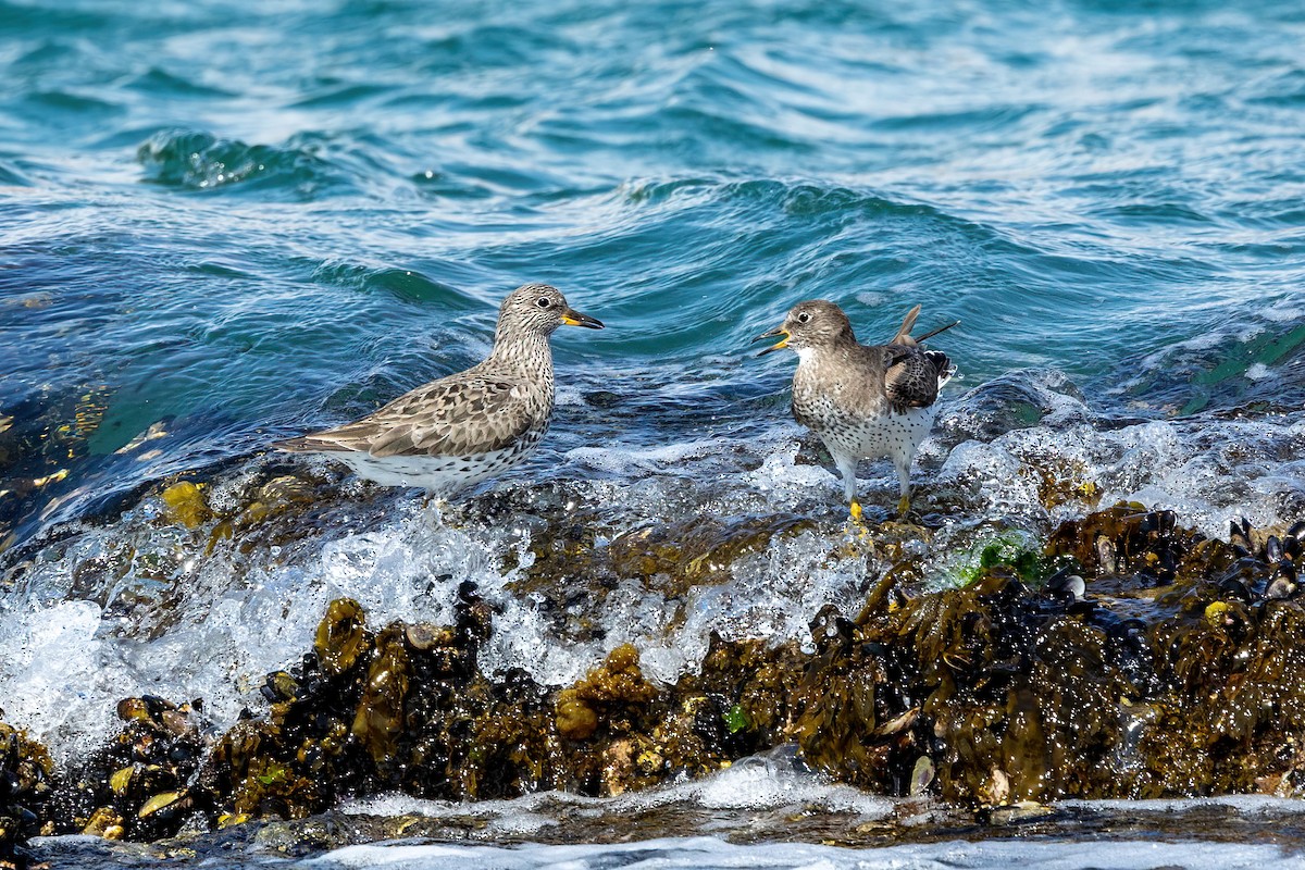 Surfbird - ML451764261