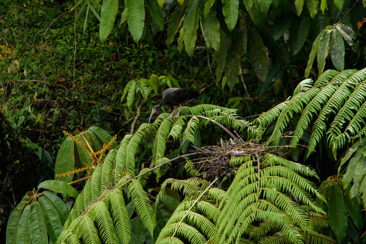 ibis tmavý - ML451764591