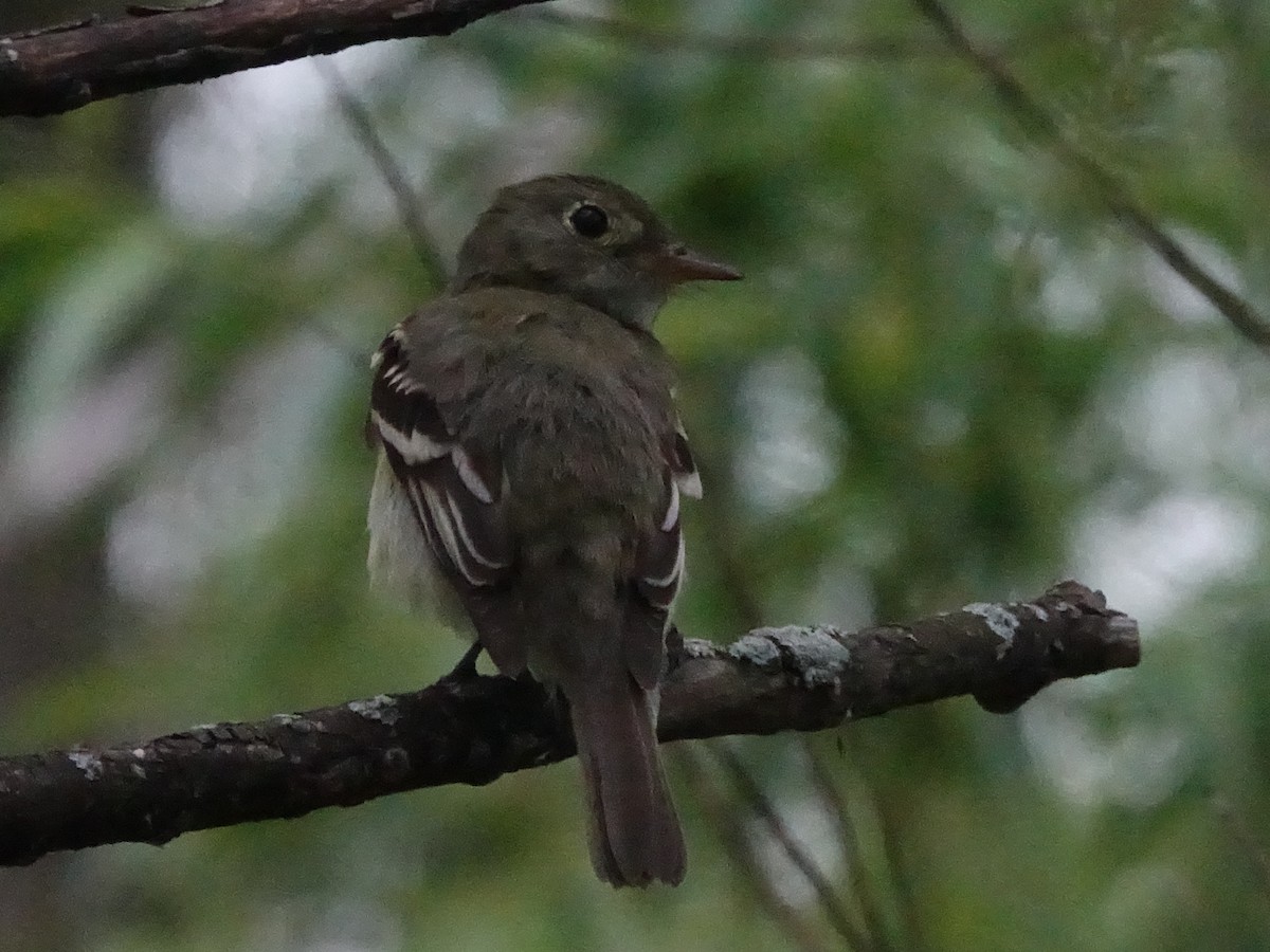 Willow Flycatcher - ML451764711