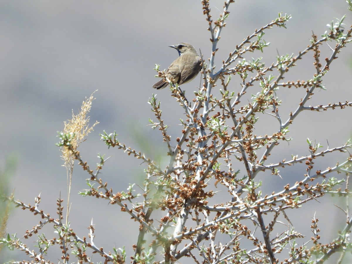 Bluethroat - ML451764821